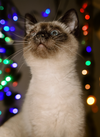 Kitten Badger - Photo 3