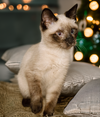 Kitten Badger - Photo 2