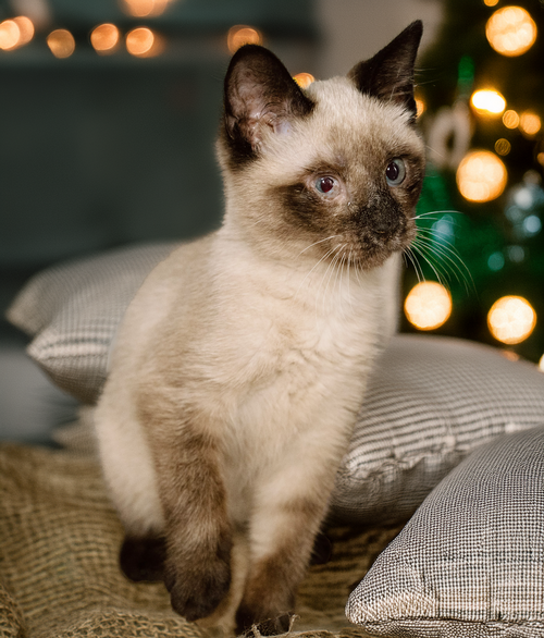 KITTEN BADGER - Siamese available for adoption