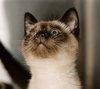 Kitten Badger - Photo 1