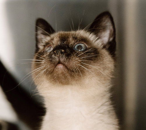 picture of the cat needing adoption