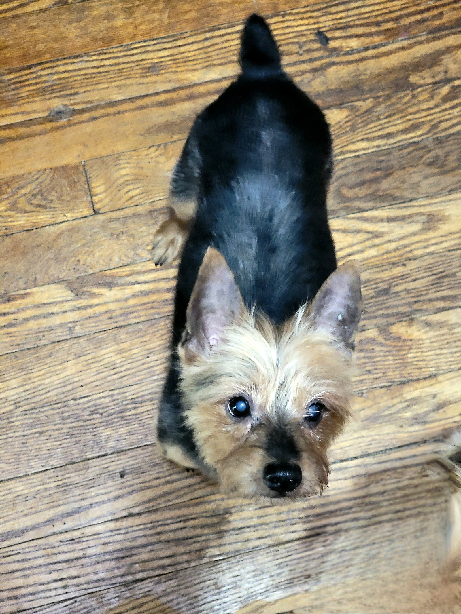 Dog for Adoption - Dallas [Applications Under Review], a Yorkshire ...