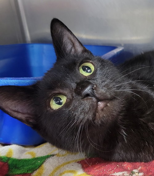 DUPLO - Domestic Short Hair available for adoption
