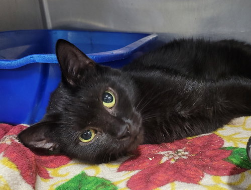 DUPLO - Domestic Short Hair available for adoption