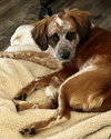 Puppy Summer - Photo 5