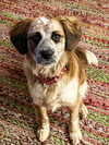 Puppy Summer - Photo 2