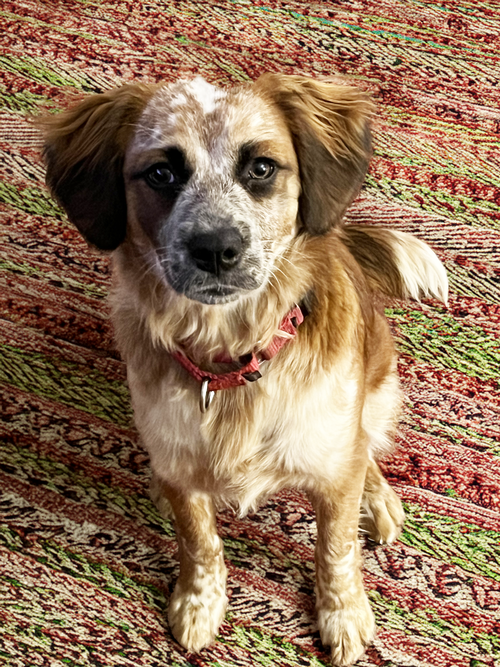 PUPPY SUMMER - Australian Shepherd / Shetland Sheepdog Sheltie available for adoption