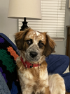 Puppy Summer - Photo 4