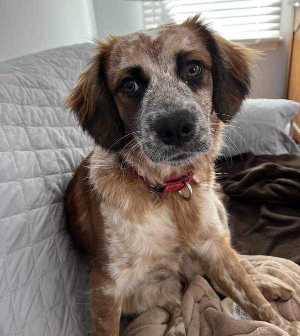 Puppy Summer
