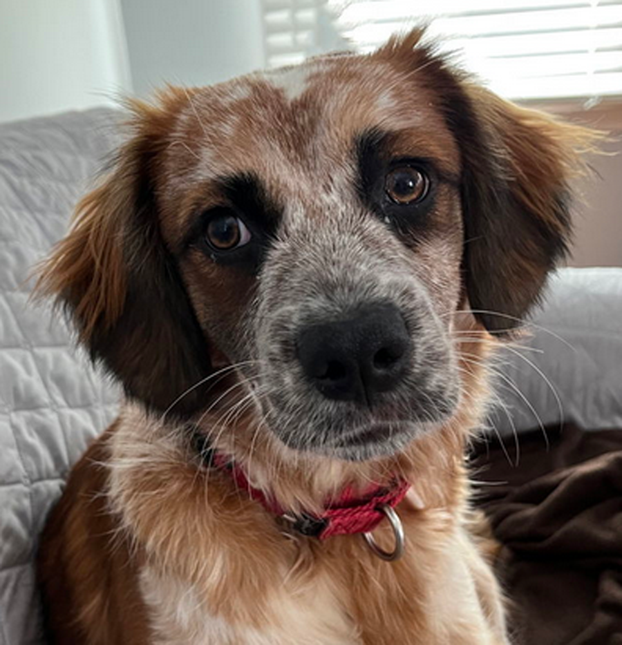 Puppy Summer