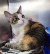 Cantina @ Montrose PetSmart! - Photo 1