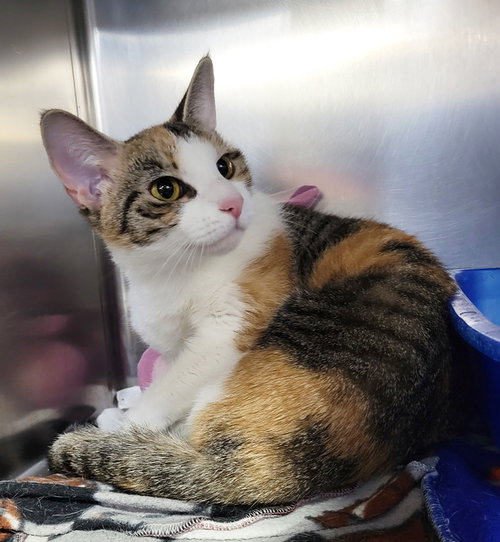 picture of the cat needing adoption