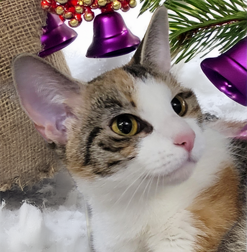 CANTINA @ MONTROSE PETSMART! - Calico / Domestic Short Hair available for adoption