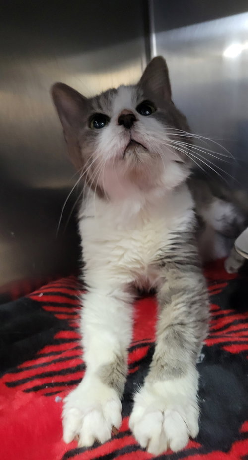 IRVING - Tabby / Domestic Medium Hair available for adoption