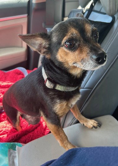 AGGIE - Chihuahua available for adoption