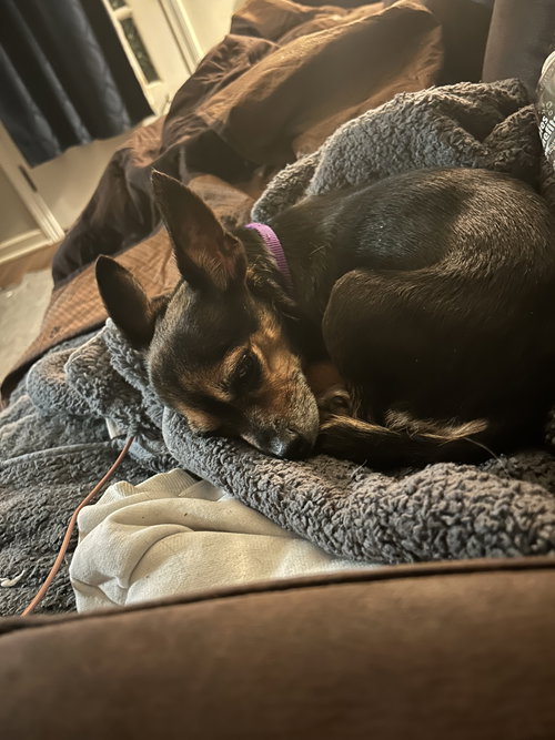 AGGIE - Chihuahua available for adoption