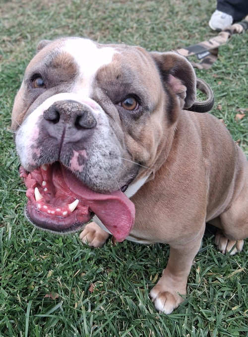 PHOEBE - English Bulldog available for adoption