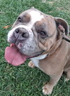 Phoebe - Photo 4