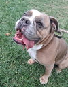 Phoebe - Photo 5