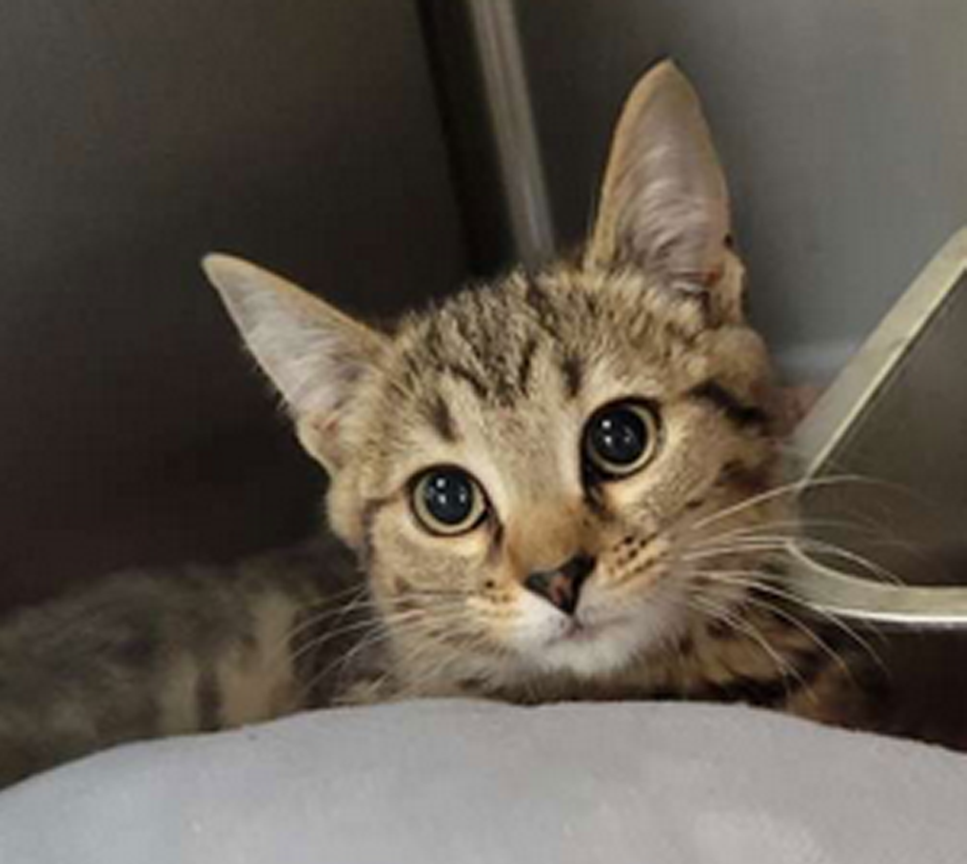 Kitten Toblerone Image