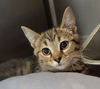 Kitten Toblerone - Photo 1