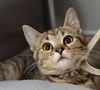 Kitten Toblerone - Photo 2