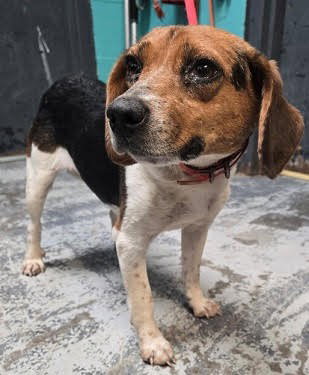 Aura Beagle - Adoption Pending