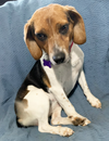Aura Beagle - Adoption Pending - Photo 1