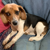 Aura Beagle - Adoption Pending - Photo 2