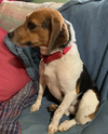 Aura Beagle - Adoption Pending - Photo 3