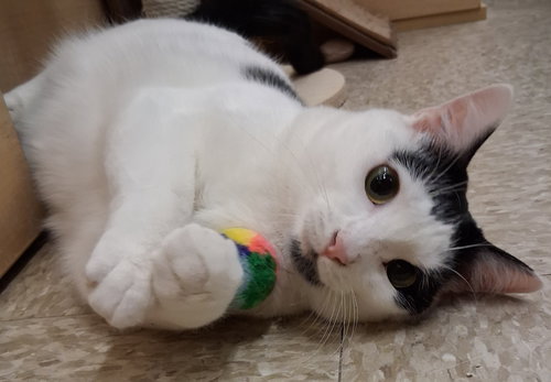 BANANA BREAD (SHE IS AT MEDINA PETSMART) - Domestic Short Hair available for adoption