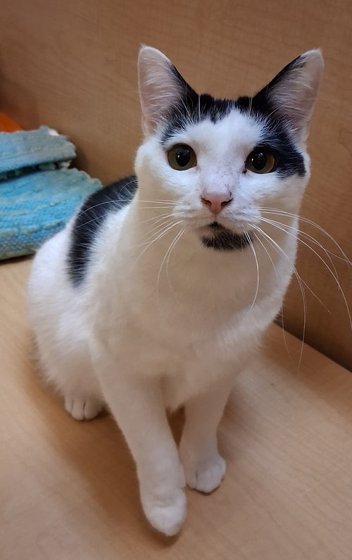 BANANA BREAD (SHE IS AT MEDINA PETSMART) - Domestic Short Hair available for adoption