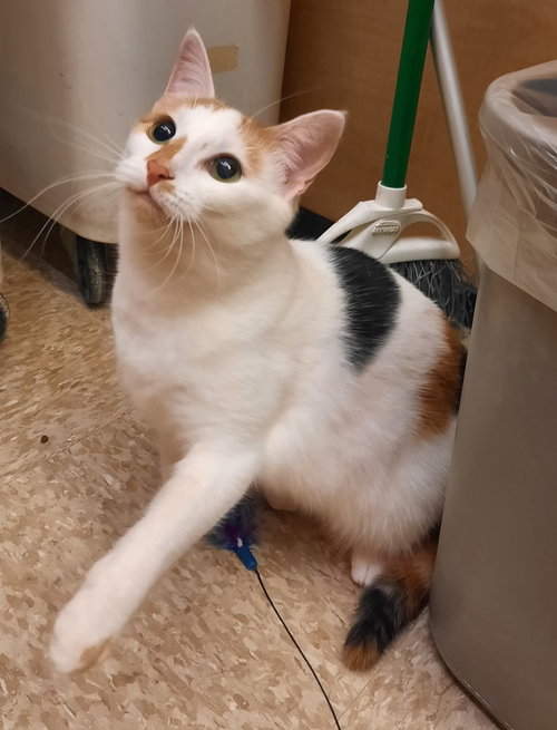 BUTTERCREAM (SHE IS AT MEDINA PETSMART) - Domestic Short Hair available for adoption