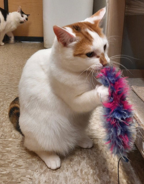 BUTTERCREAM (SHE IS AT MEDINA PETSMART) - Domestic Short Hair available for adoption