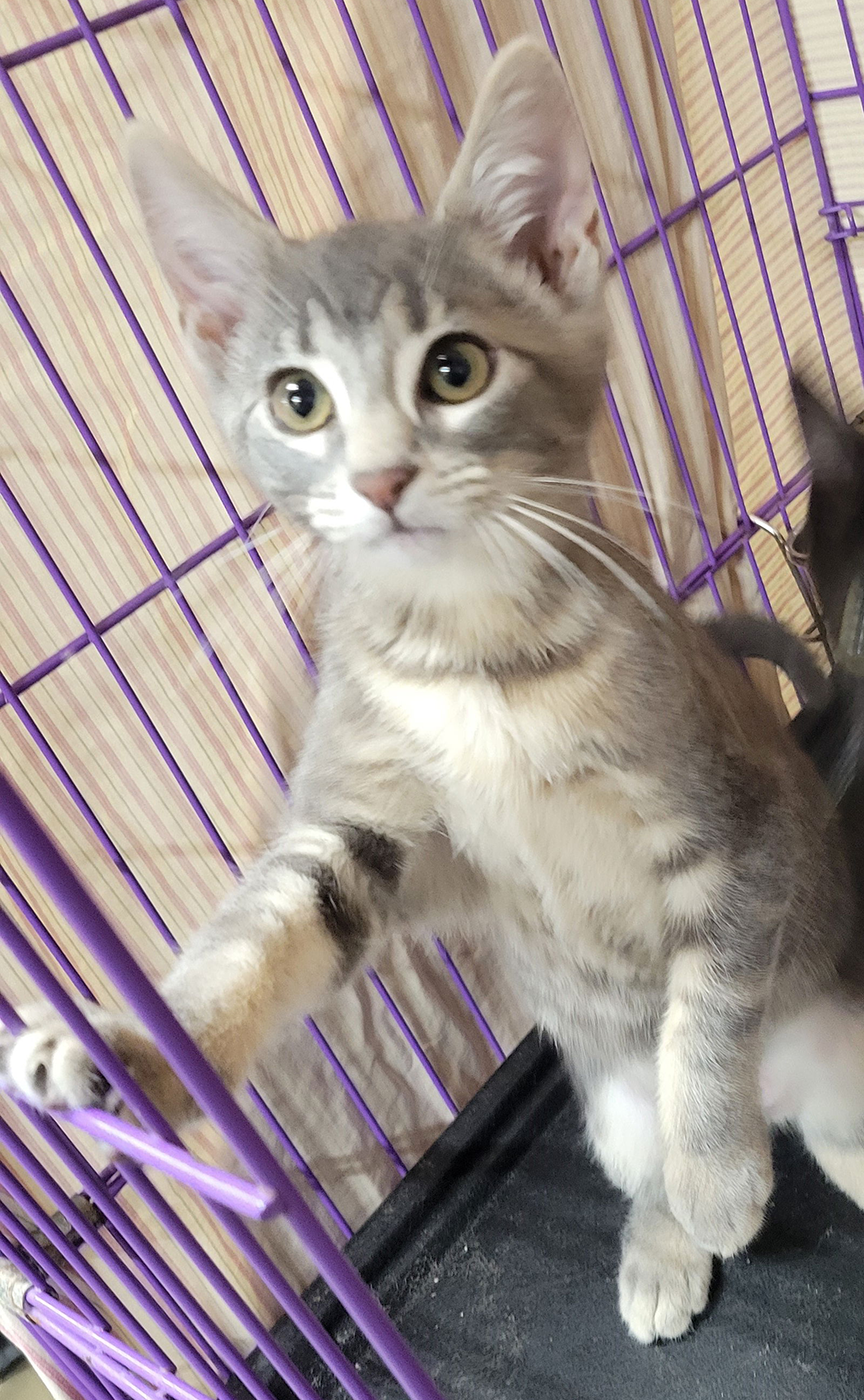 Kitten Storm Image