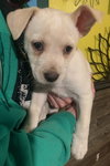 Lindsey "Buck"ingham Puppy - Photo 1