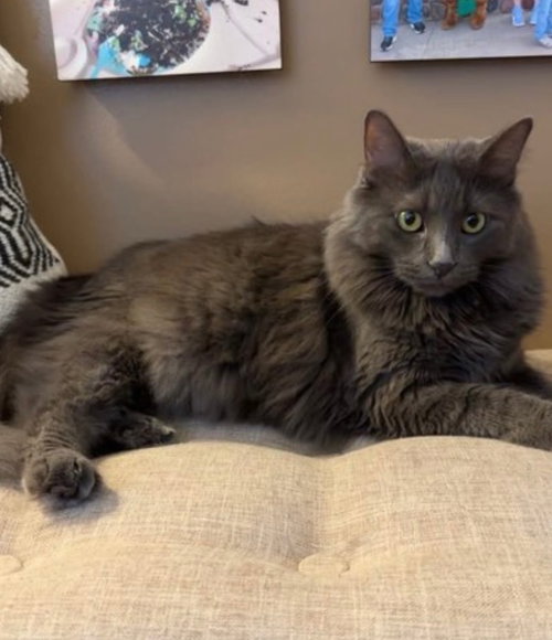 HENNA AT MONTROSE PETSMART! - Domestic Medium Hair available for adoption