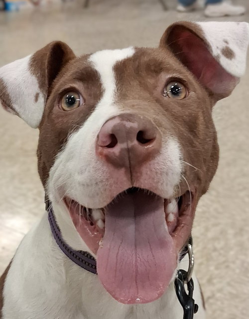 TOMMY PUP! - American Pit Bull Terrier available for adoption