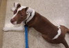 Tommy Pup! - Photo 3