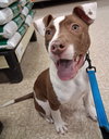 Tommy Pup! - Photo 4