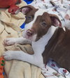 Tommy Pup! - Photo 5