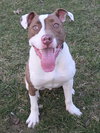 Tommy Pup! - Photo 1