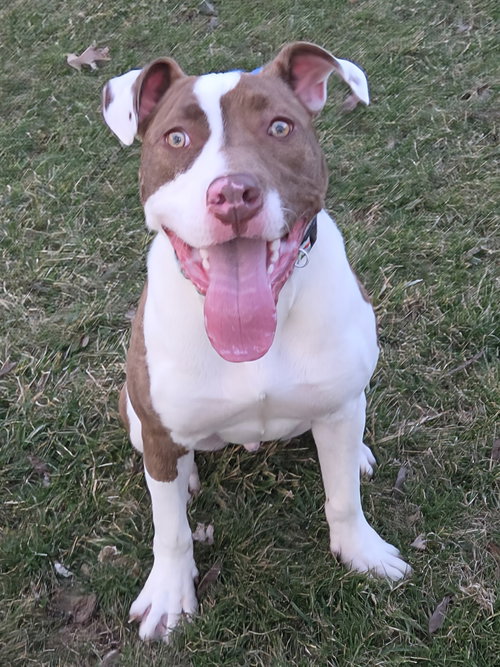 TOMMY PUP! - American Pit Bull Terrier available for adoption