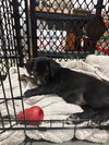 Sage-Adoption Pending - Photo 1