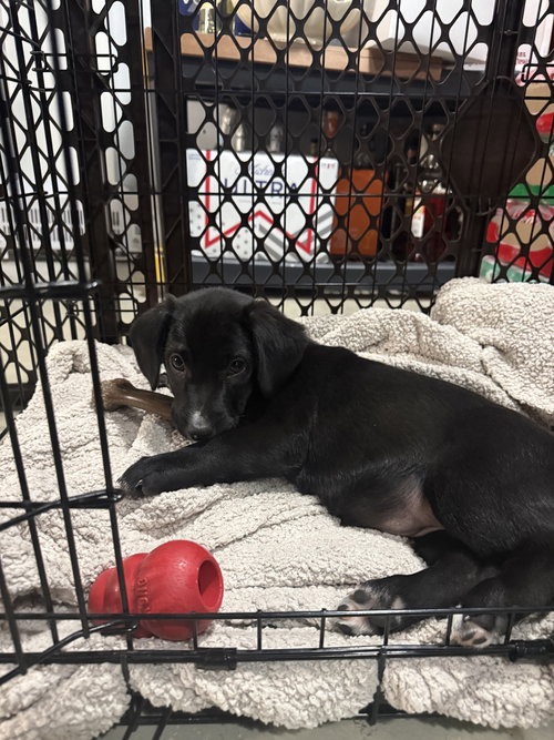 SAGE-ADOPTION PENDING
