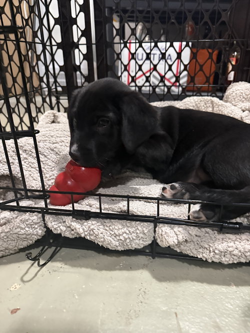 SAGE-ADOPTION PENDING - Labrador Retriever / Dachshund available for adoption