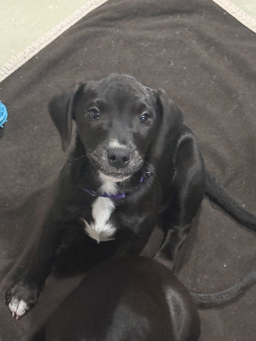 NUTMEG - Labrador Retriever / Dachshund available for adoption