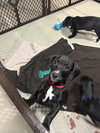 Clove-Adoption Pending - Photo 2