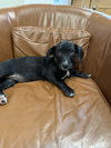 Clove-Adoption Pending - Photo 3