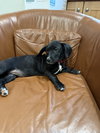 Clove-Adoption Pending - Photo 4